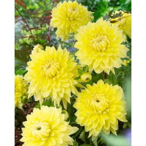 Dahlia Bilbao - Dália