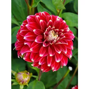 Dahlia Red Rock (I.) - Dália