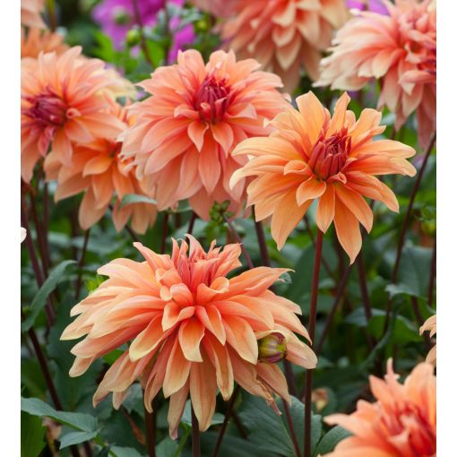 Dahlia Babylon Brons (I.) - Dália