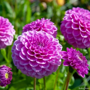 Dahlia Boy Scout (I.) - Dália