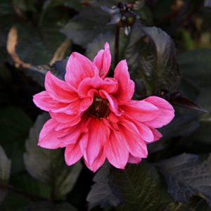 Dahlia Excentrique (I.) - Dália