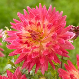 Dahlia Magic Sunrise (I.) - Dália