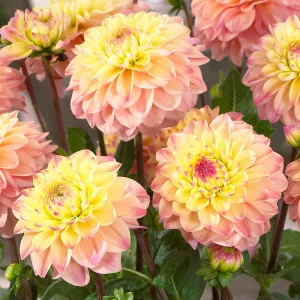 Dahlia Princesse Elisabeth - Dália