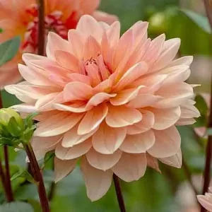 Dahlia Rancho (I.) - Dália