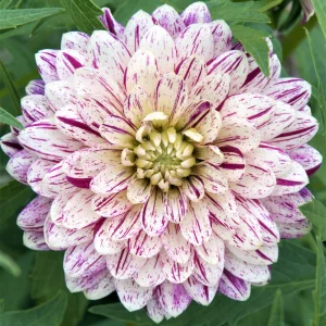 Dahlia Smokey - Dália