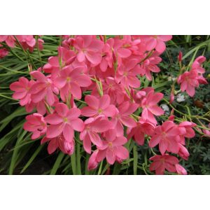 Schizostylis coccinea Mrs Hegarty - Kafferliliom