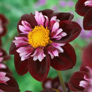 Dahlia Joyful Investment - Dália