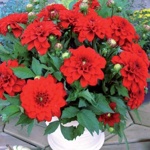 Dahlia Gallery Rivera ® (I.) - Dália