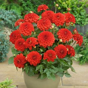 Dahlia Gallery Valentin ® (I.) - Dália