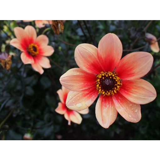 Dahlia Happy Single Date ® (I.) - Dália