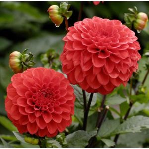 Dahlia Melody Bolero ® (I.) - Dália