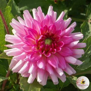 Dahlia Melody Lizza ® (I.) - Dália