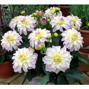 Dahlia Gallery Monet ® (I.) - Dália