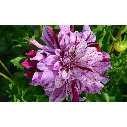 Dahlia Bristol Stripe - Dália