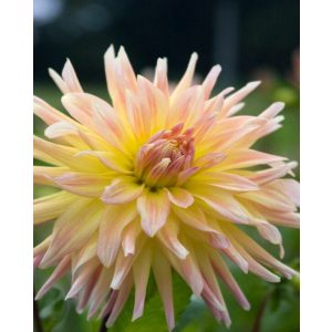 Dahlia Cabana Banana - Dália