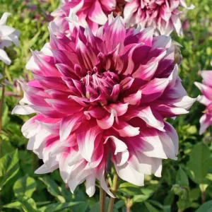 Dahlia Englands Glory (I.) - Dália