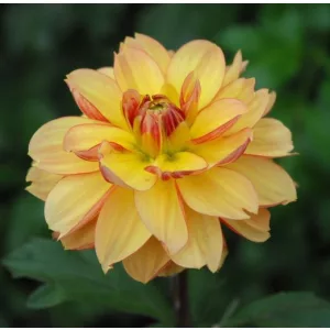 Dahlia Garden Time (I.) - Dália