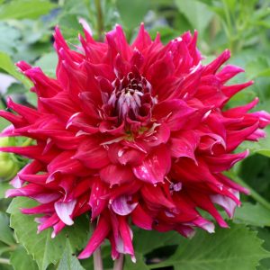 Dahlia Myth - Dália