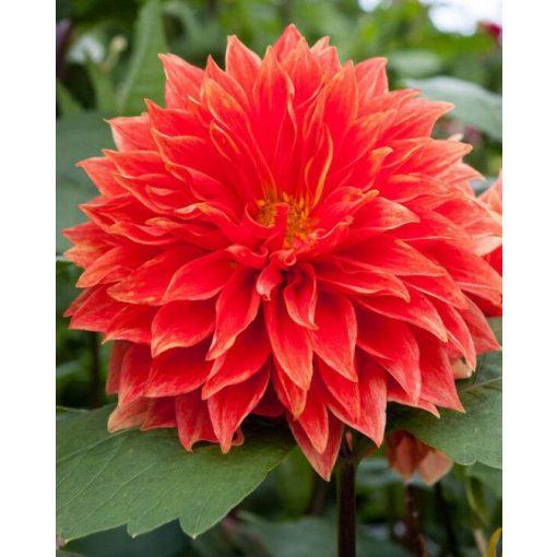 Dahlia Parkland Glory (I.) - Dália