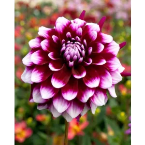 Dahlia Ryan C - Dália