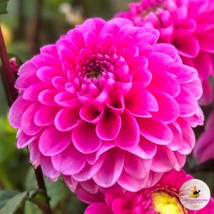 Dahlia Happy Hour ® (I.) - Dália