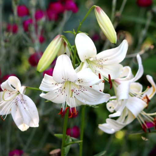 Lilium White Twinkle - Liliom