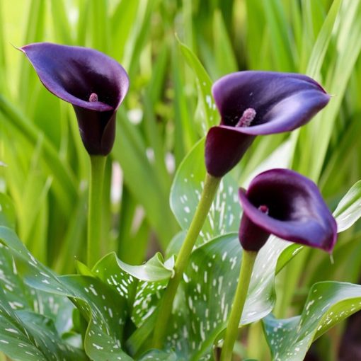 Zantedeschia rehmannii Cantor ® (14/+) - Kála