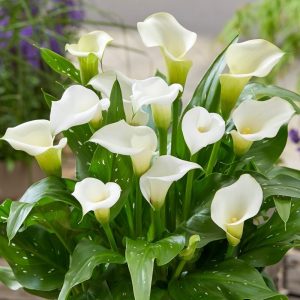 Zantedeschia Captain Fresco ® (14/+) - Kála