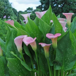Zantedeschia Captain Marrero ® (14/+) - Kála