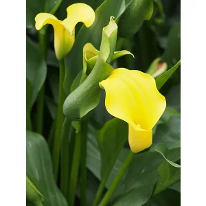 Zantedeschia Captain Morelli ® (14/+) - Kála