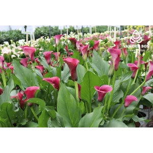 Zantedeschia Captain Promise - Kála
