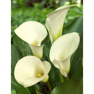 Zantedeschia Captain Ventura - Kála