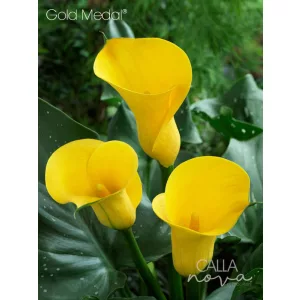 Zantedeschia Gold Medal (14/+) - Kála