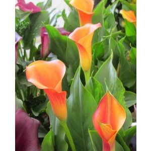 Zantedeschia Mercedes ® (14/+) - Kála