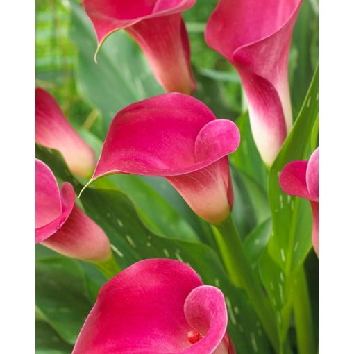 Zantedeschia Pink Jewel - Kála