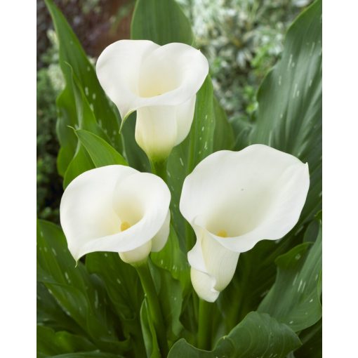 Zantedeschia Sapporo - Kála