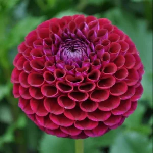 Dahlia Ivanetti ® (I.) - Dália