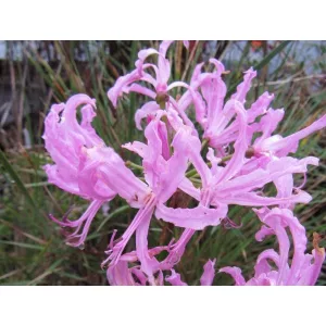 Nerine bowdenii Pink Triumph (12/+) - Csillogó pirosliliom