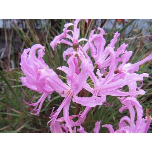 Nerine bowdenii Pink Triumph (12/+) - Csillogó pirosliliom
