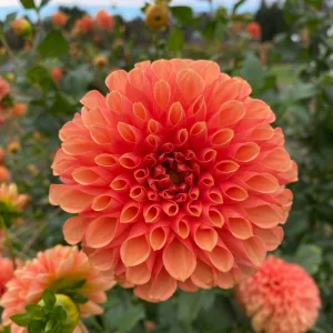 Dahlia Jowey Chantal (I.) - Dália