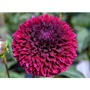 Dahlia Jowey Mirella (I.) - Dália