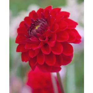 Dahlia Red Jill (I.) - Dália