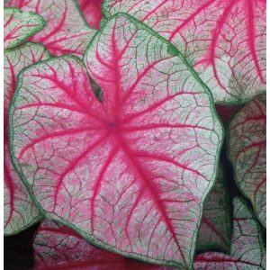 Caladium Rhapsody (I.) - Tarkalevél