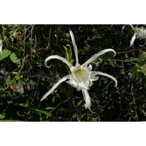 Hymenocallis longipetala (16/+) - Pókliliom