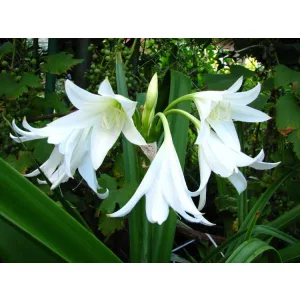 Crinum x powellii Album - Rózsás ernyősliliom