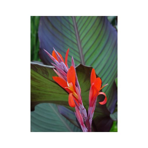 Canna indica Red Stripe - Kannavirág