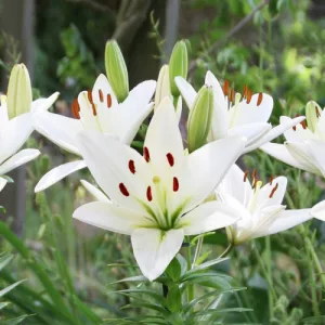 Lilium Iceman (14/+) - Liliom