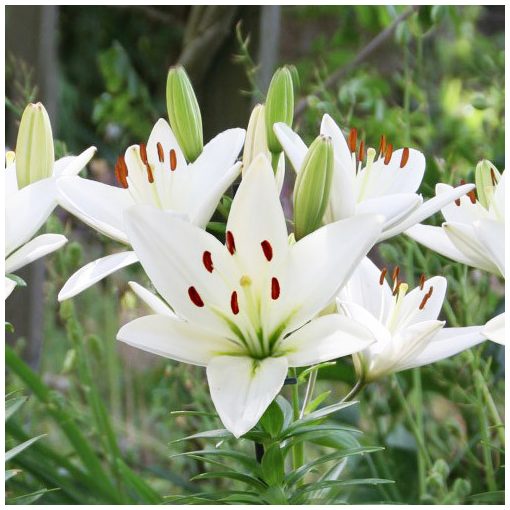 Lilium Iceman (14/+) - Liliom