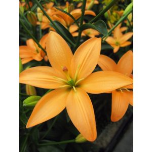 Lilium Orange Cocote - Liliom