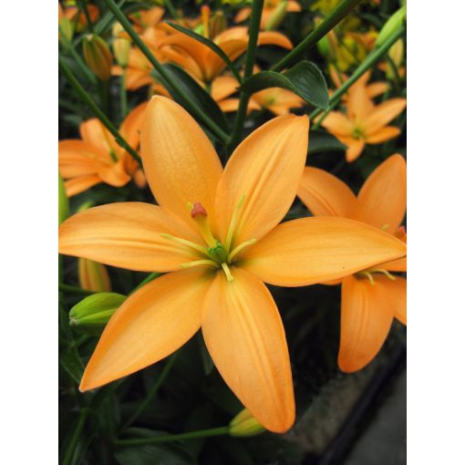 Lilium Orange Cocote - Liliom